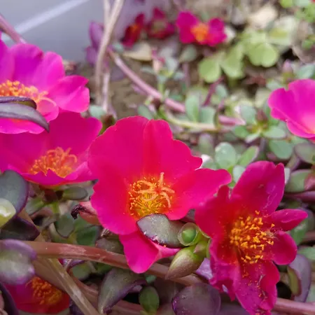 アパート Privata Glicine *