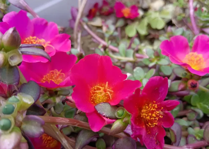 Διαμέρισμα Glicine Con Bagno Privato *